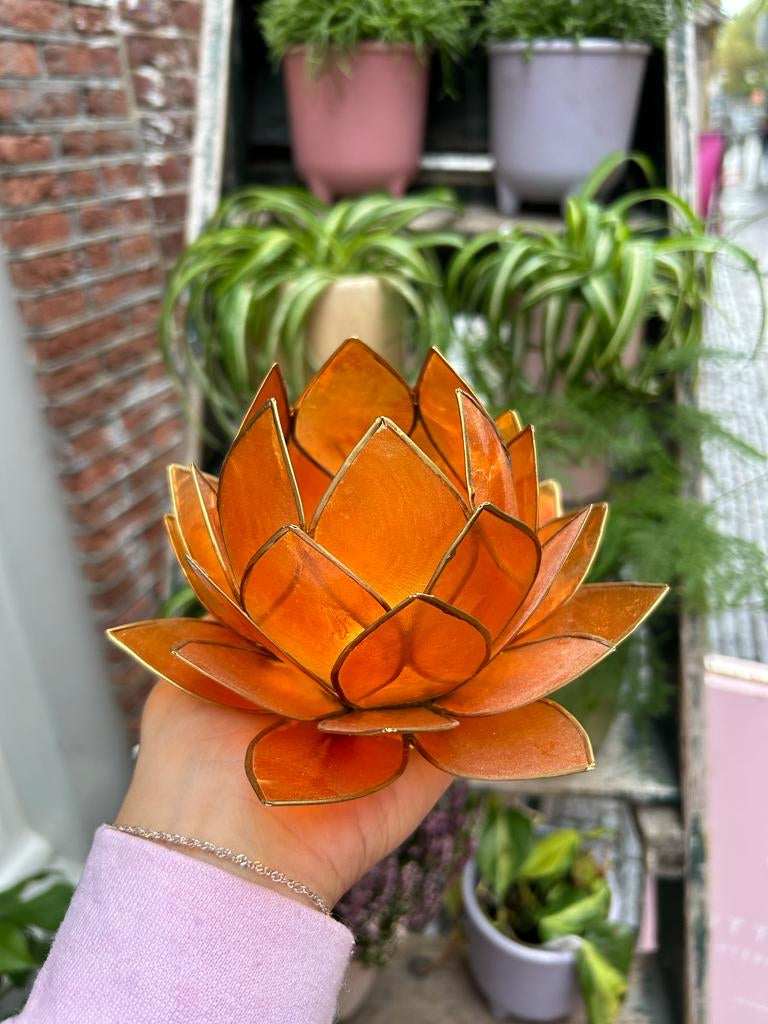 Lotus Lichtje Lekker Groot