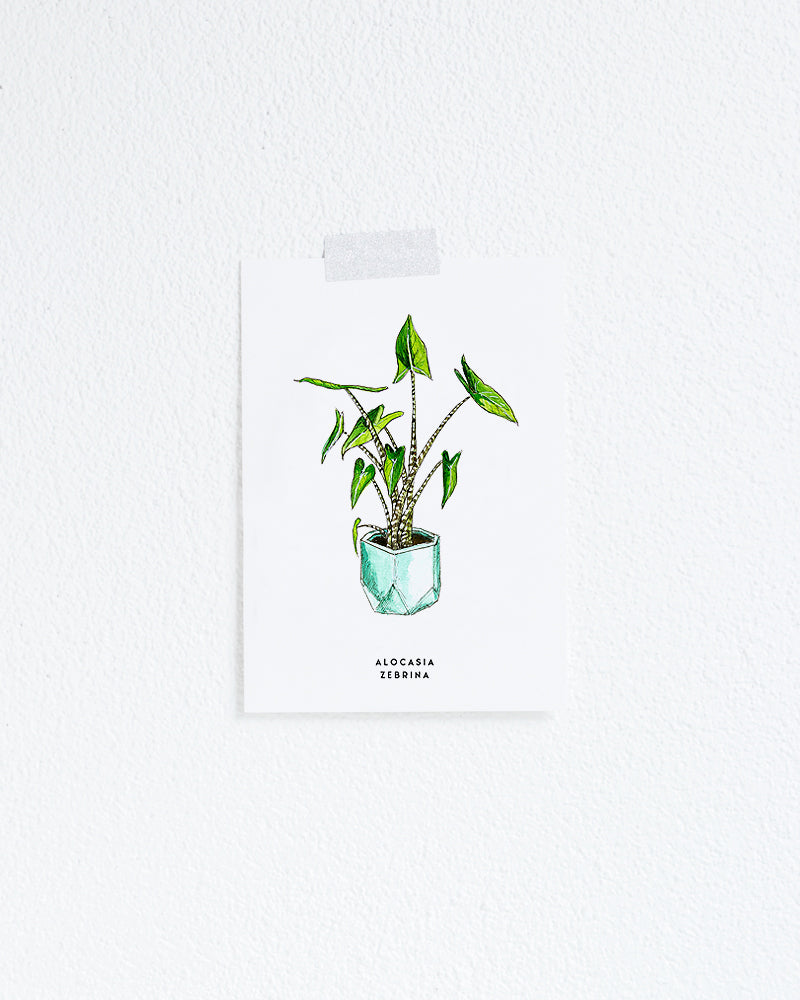 Kaart Plant Alocasia Zebrina