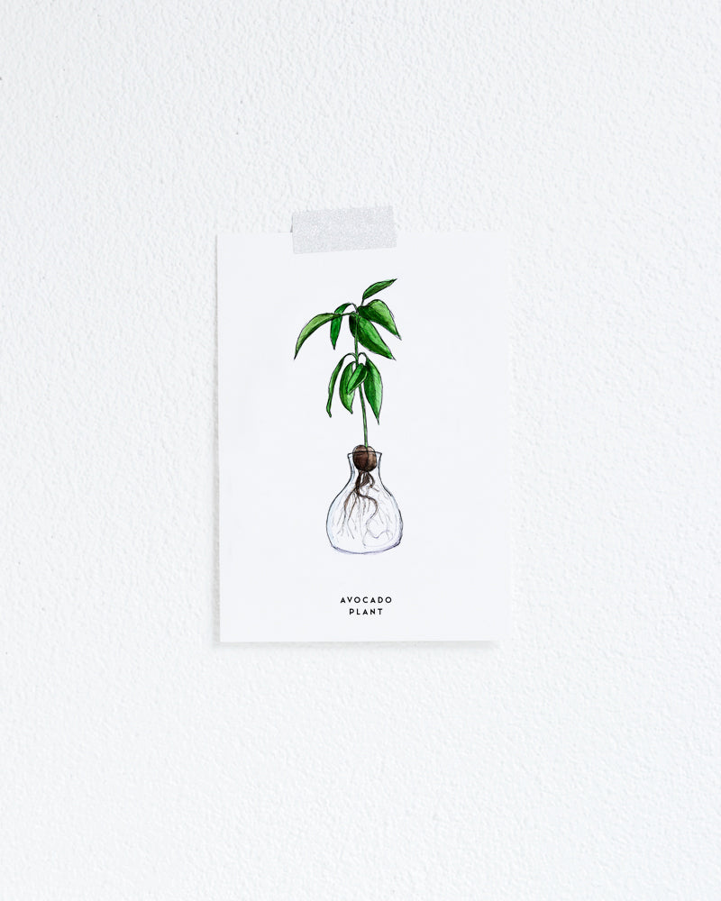 Kaart Plant Avocado