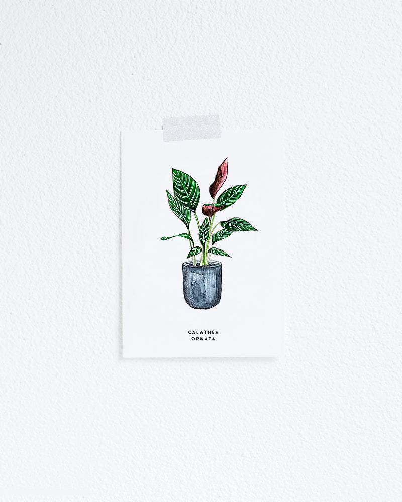 Kaart Plant Calathea
