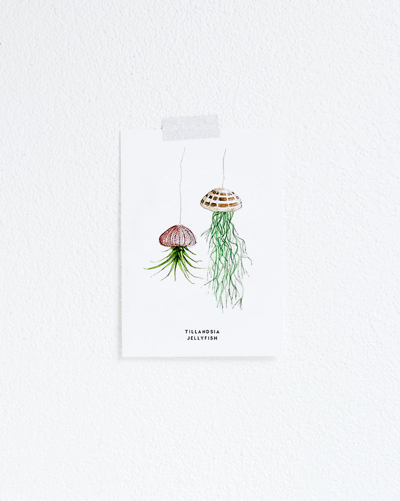 Kaart Plant Tillandsia