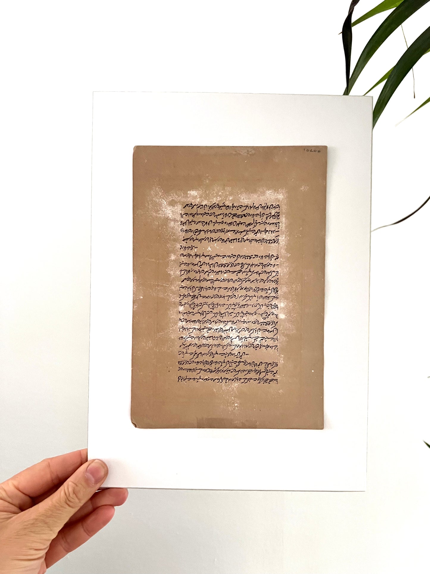 Poster India Roze Bloemen