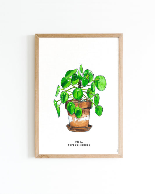 Poster Plant Pilea A4