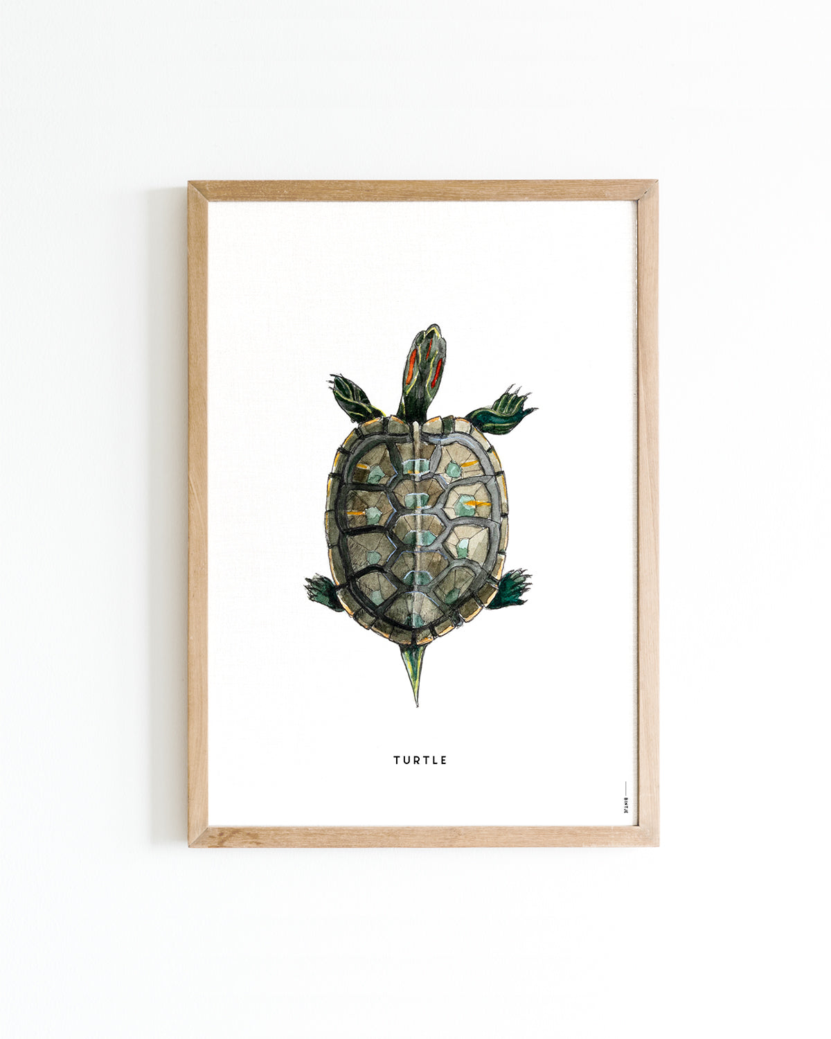 Poster Schildpad A4