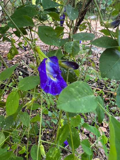 Blauwe Thee