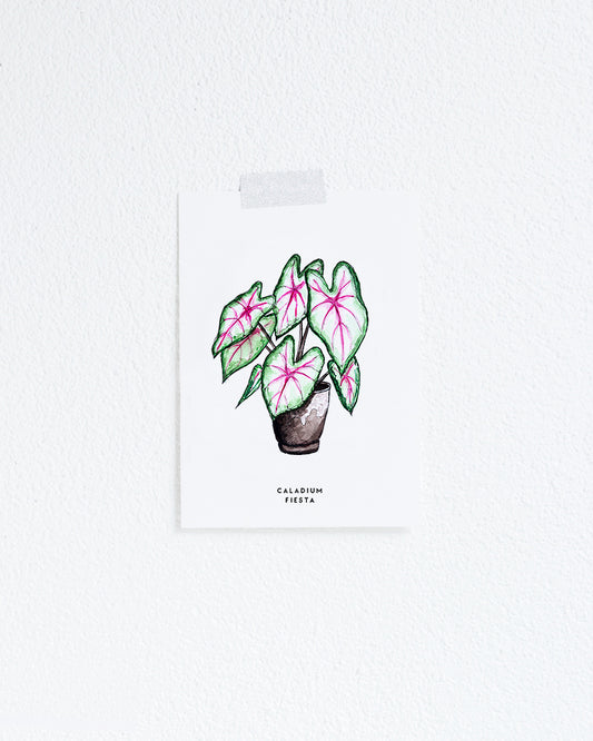 Kaart Plant Caladium