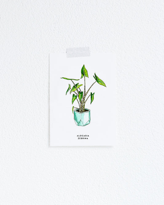Kaart Plant Alocasia Zebrina