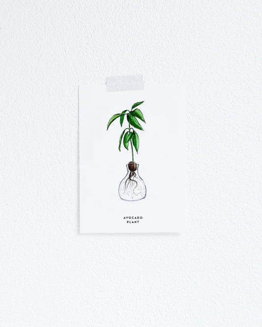 Kaart Plant Avocado