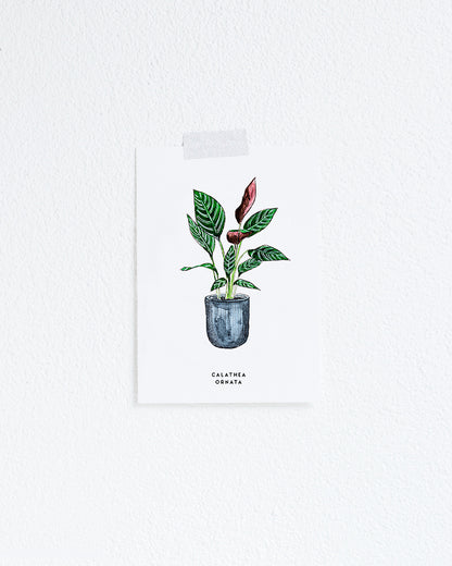 Kaart Plant Calathea