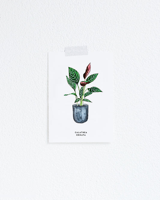 Kaart Plant Calathea