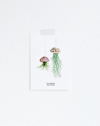Kaart Plant Tillandsia