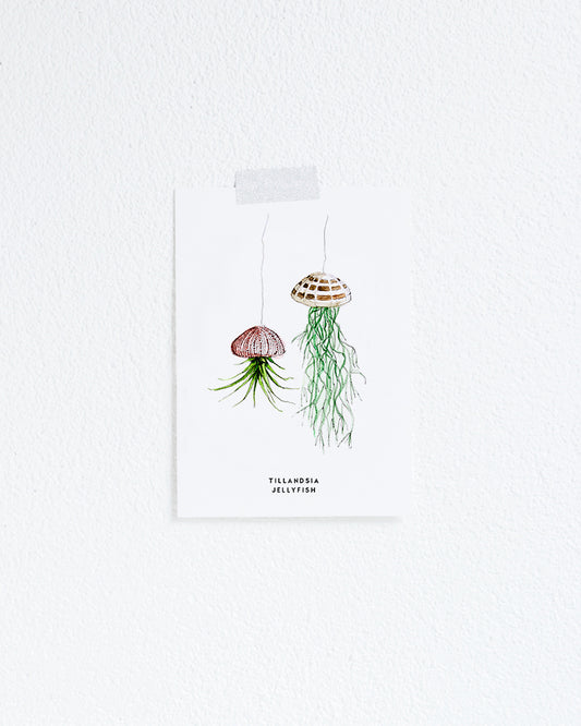 Kaart Plant Tillandsia