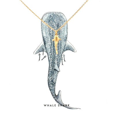 Ketting Walvishaai