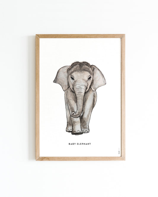 Poster Baby Olifant