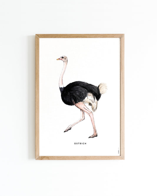 Poster Struisvogel A4